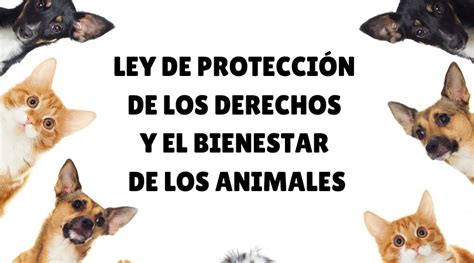 Nueva Ley De Protección De Los Derechos Y El Bienestar De Los Animales