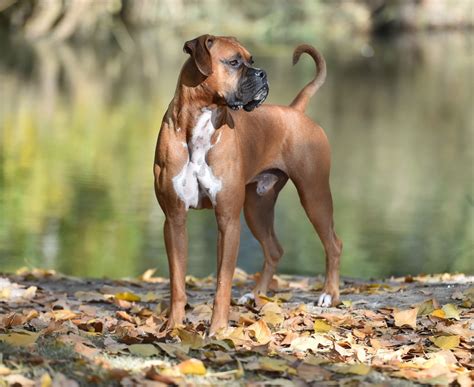 Raza De Perro Boxer Un Perro Equilibrado Y Defensivo Descúbrelo En