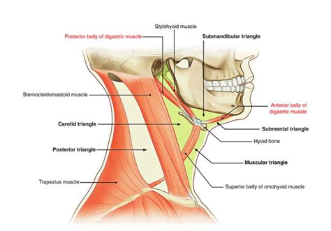 The Muscles Are Labeled In This Diagram Including The Neck And Upper