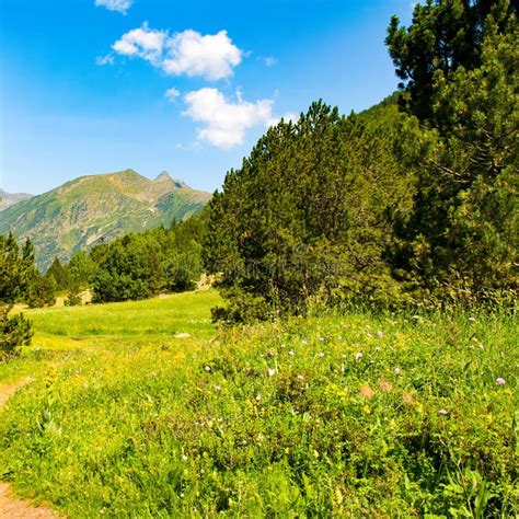 Picturesque Mountain Landscape With A Green Meadow And Pine Trees Stock