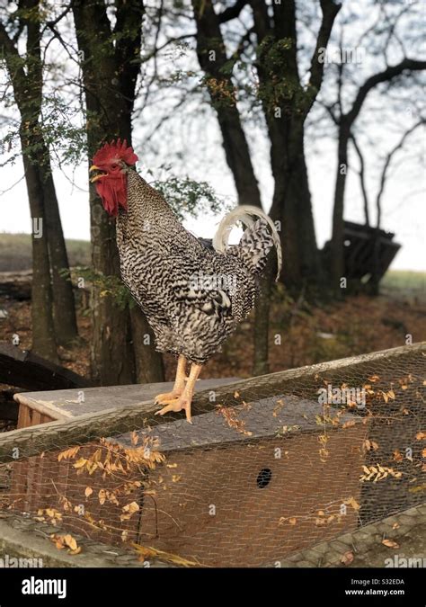 Rooster Crowing Hi Res Stock Photography And Images Alamy