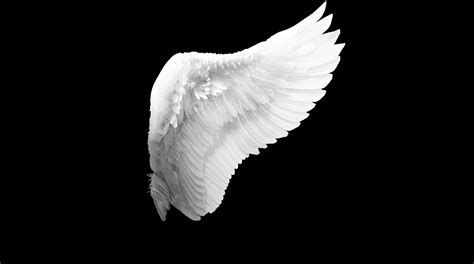 Angel Wings Wallpapers - 4k, HD Angel Wings Backgrounds on WallpaperBat