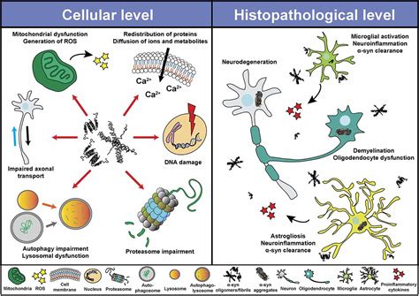 Frontiers From Synaptic Protein To Prion The Long And Controversial