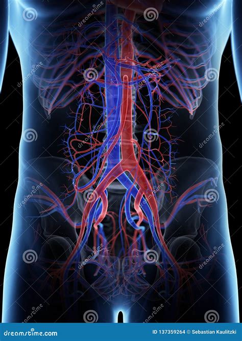 The Abdominal Vascular System Stock Illustration Illustration Of