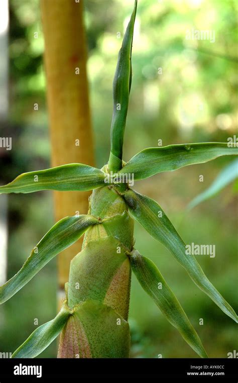 Schizostachyum Hi Res Stock Photography And Images Alamy