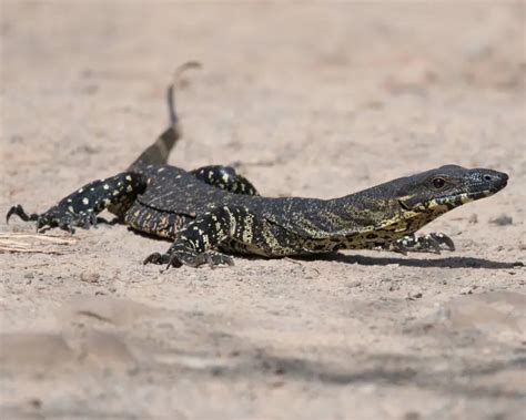 Lace Monitor Facts Diet Habitat And Pictures On Animaliabio