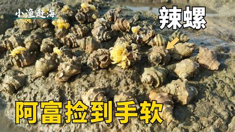 退潮後，海溝邊辣螺不斷從石縫爬出來，阿富趕海遇上撿到手軟【小漁趕海v】 Youtube