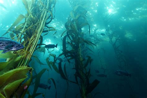 MBNMS - kelp forest | Kelp forests, like those of Monterey B… | Flickr