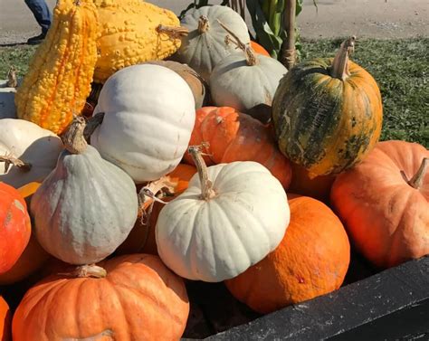 Winter Squash Harvest And Storage Tips • Insteading