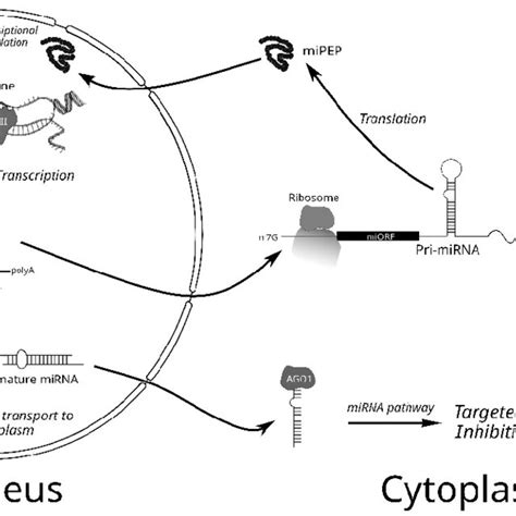 Schematic Presentation Of The Plant Cell Processes Of Pri Mirna Mirna Download Scientific