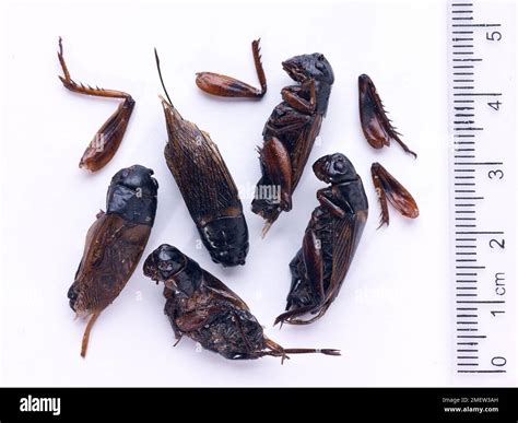Dried Edible Crickets Stock Photo Alamy