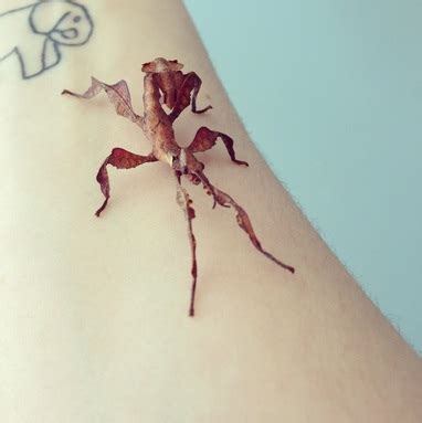 Spiny leaf insect care - The crazy animal lady