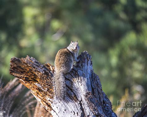 Caught In The Act Photograph By Michael R Erwine Fine Art America