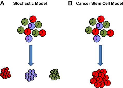 Stochastic and CSC models. A) Stochastic model, envisaging that any ...