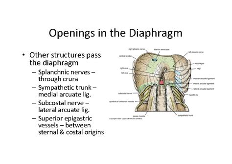 Thoracic Wall Lecture Objectives Describe The Shape And