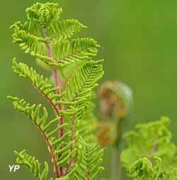 Parc Naturel R Gional Des Landes De Gascogne Belin B Liet