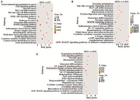 Frontiers Identification Of Photoperiod Induced Lncrnas And Mrnas In