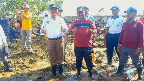 Pemkab Karimun Bersama PT Timah Tbk Tanam 1000 Pohon Mangrove Rmnews Id