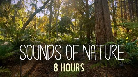 RELAX WITH CALMING SOUNDS OF NATURE IN THE FOREST 8 HOURS STUDY