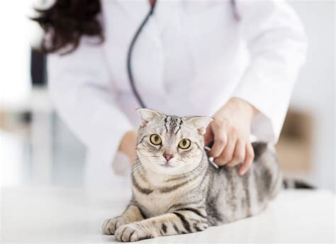 How Often Should I Take My Cat To The Vet