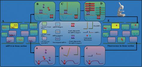 A Schematic Plan Describing The Multiplex Rnascope Ish Assay To