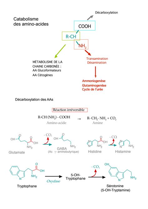 Solution Chapitre M Thabolisme Des Acides Amin Es Studypool