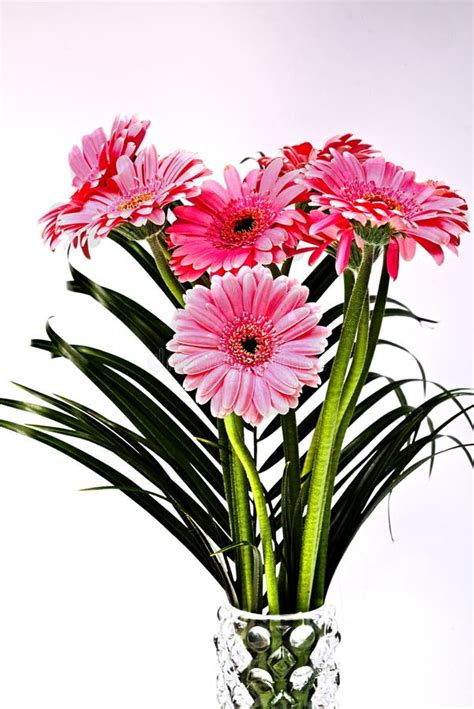 Ramalhete De Gerberas Cor De Rosa Foto De Stock Imagem De