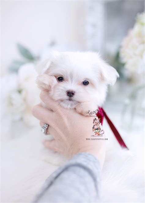 Female Maltese Puppy For Sale Teacup Puppies Teacup Puppies Boutique