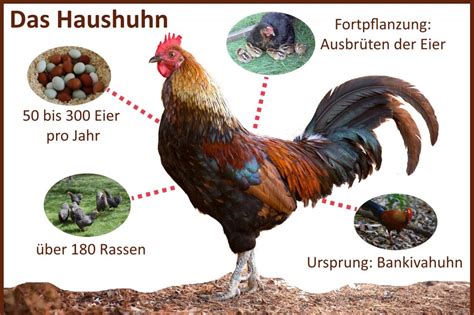 Haushuhn Steckbrief Alles Zum Huhn Auf Einen Blick