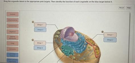 Solved Drag The Organelle Labels To The Appropriate Pink Chegg