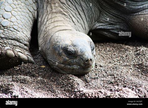 aldabra giant tortoise Stock Photo - Alamy