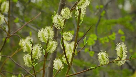 Video P Pussy Willow Northern Stock Footage Video Royalty