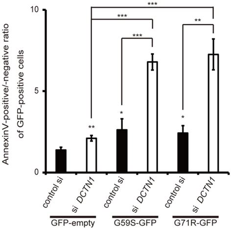 Forty Eight Hours After Transfection With Control Scrambled SiRNA Or