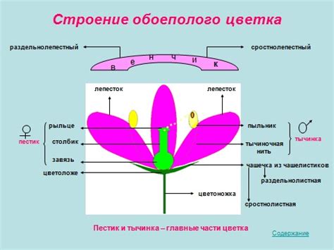 Ботаника Класс 6 - programmysalon