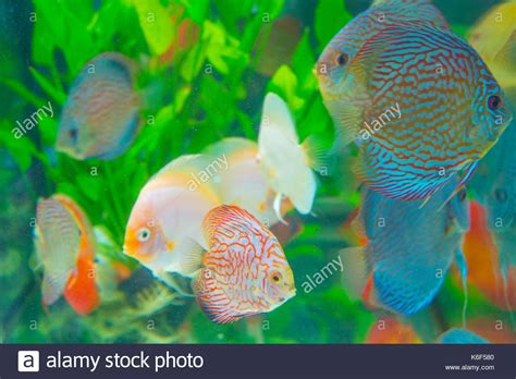 Peces Bonitos Hi Res Stock Photography And Images Alamy