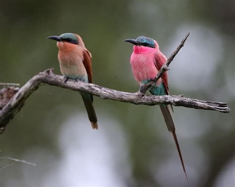 Southern Carmine Bee Eater Merops Nubicoides Southern Ca Flickr