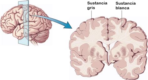 Subst Ncia Branca Cerebral Fun O E Estrutura Imagens