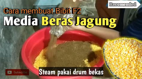 Cara Membuat Bibit Jamur Tiram Media Beras Jagung YouTube