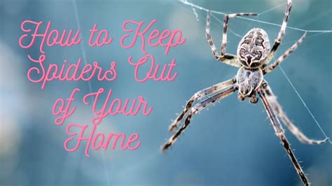 Spider Pest Control Tips November Sunflower