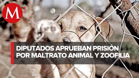 Hasta dos años de cárcel por maltrato animal y zoofilia aprueban