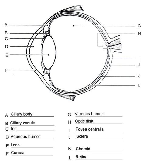 Eye Structure Diagram Labeled Do You Know Which Part Of Your