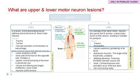 Why Do Upper Motor Neuron Lesions Cause Spasticity Infoupdate