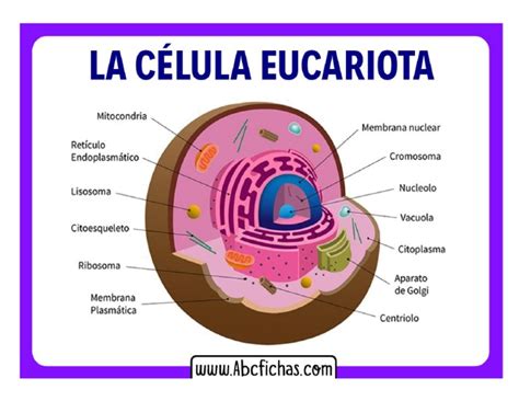 Celula Eucariota | PDF