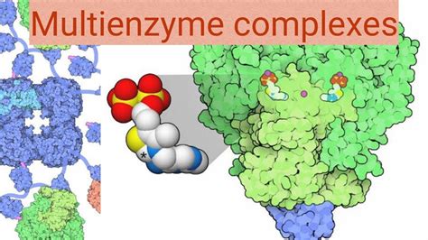 Multi Enzyme Complexes Youtube