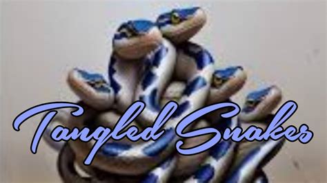 Tangled Snakes 🐍 Youtube