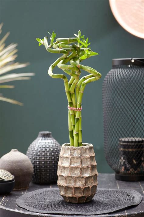 A Plant In A Vase Sitting On Top Of A Table Next To Other Vases