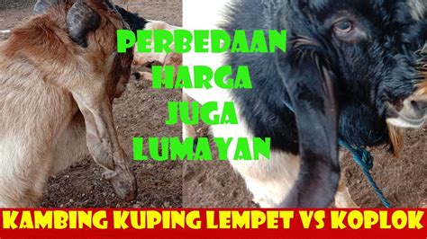 Harga Kambing Kuping Lempit Dan Koplok Berbeda Pasar Hewan Tayu YouTube