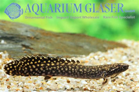 Polypterus Ornatipinnis Aquarium Glaser Gmbh