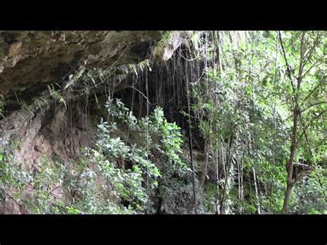 Tropical Roots Suspended In The Jungle Under The Rock With Trees And A