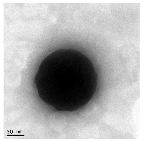 Tem Image Of Mgn Nlc The Scale Bar Represents Nm The Sample Size